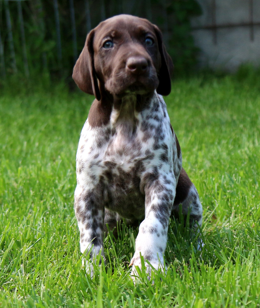 Chiots Braque Allemand German Shorthaired Pointer Deutsch Kurzhaar Brac German Braco Aleman